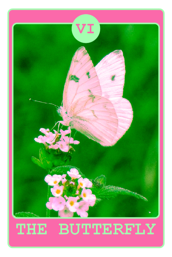 butterfly